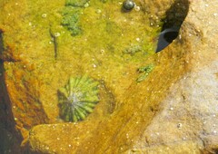 Scutellastra barbara