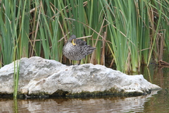 Anas undulata undulata