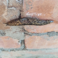 Limacus