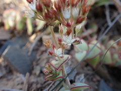 Crassula pellucida