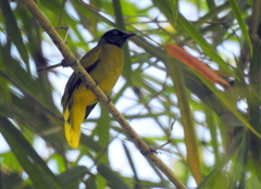 Brachypodius melanocephalos