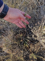 Tylecodon ventricosus