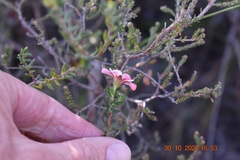 Adenandra uniflora