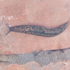 Limacus