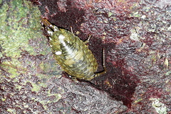 Ligia oceanica