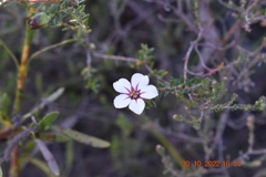 Adenandra uniflora