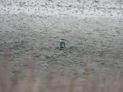 Todiramphus sanctus vagans