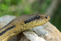 Elaphe quatuorlineata