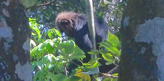 Semnopithecus johnii