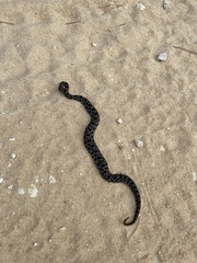 Sistrurus miliarius barbouri