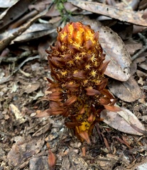 Hachettea austrocaledonica