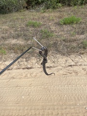 Sistrurus miliarius barbouri