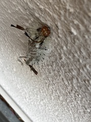Dasychira meridionalis