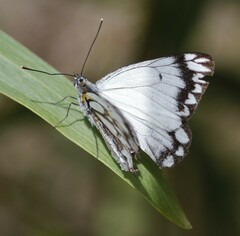 Belenois java teutonia