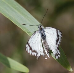 Belenois java teutonia