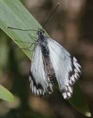 Belenois java teutonia