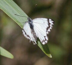 Belenois java teutonia