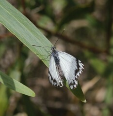 Belenois java teutonia