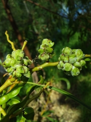 Dasineura glomerata