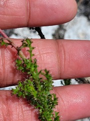 Ursinia dentata