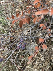 Cotoneaster insignis