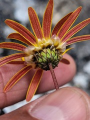 Ursinia dentata