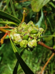 Dasineura glomerata