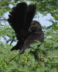 Crotophaga ani