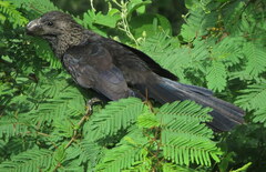 Crotophaga ani