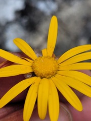 Ursinia dentata