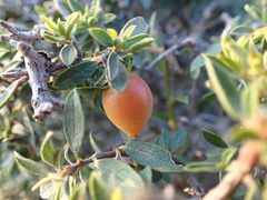 Diospyros austro-africana