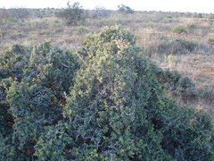 Diospyros austro-africana