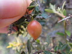 Diospyros austro-africana
