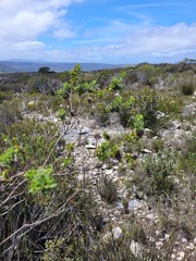 Psoralea bracteolata