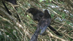 Crotophaga ani