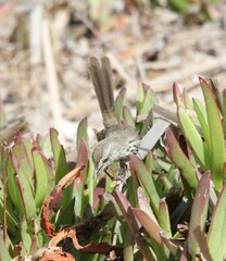 Prinia maculosa maculosa