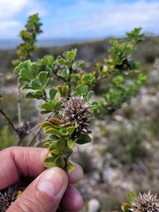 Psoralea bracteolata