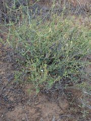 Justicia orchioides glabrata