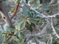 Diospyros austro-africana