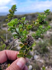 Psoralea bracteolata