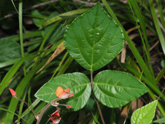 Hylodesmum repandum