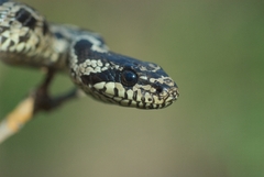 Elaphe quatuorlineata