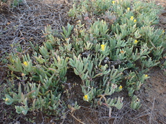 Malephora thunbergii