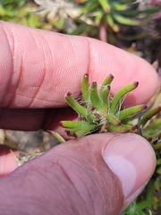 Osteospermum subulatum