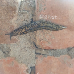 Limacus