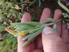 Malephora thunbergii