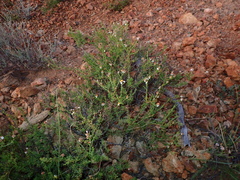 Phymaspermum parvifolium