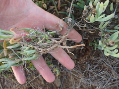 Malephora thunbergii
