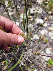 Wahlenbergia tenella