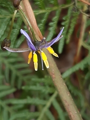 Dianella tasmanica